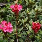 800px-0_Rhododendron_ferrugineum_-_Vallorcine_(1)