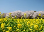 image菜の花