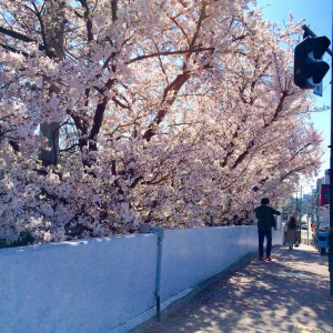 桜２