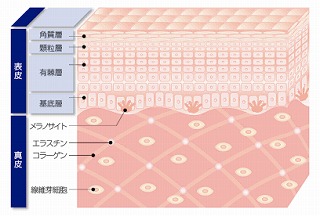 s肌断面図