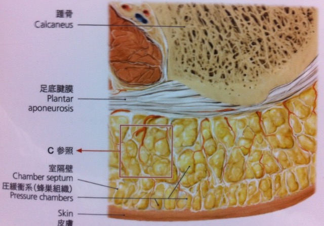 足裏のすんごいパワー ブログ