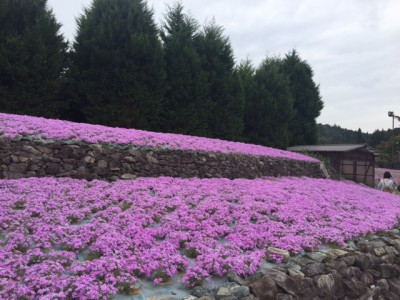 芝桜