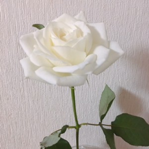 薔薇の花言葉 ブログ