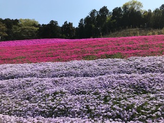 芝桜2