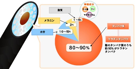 髪の成分.jpgjj