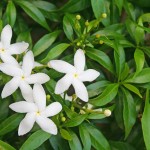 White,Sampaguita,Jasmine,Flowers